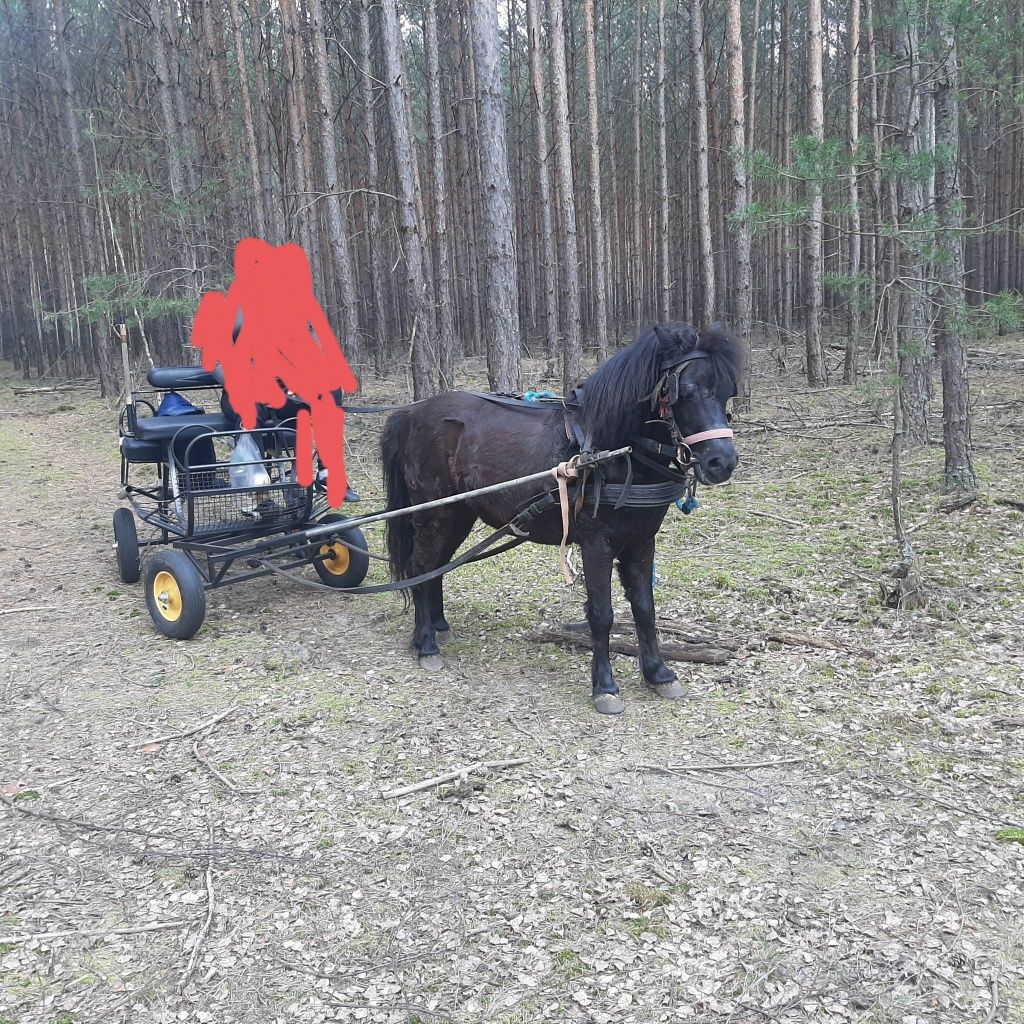 Za oba całość dokart  Kuc ogier wałach kucyk