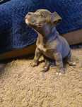 American bully pocket