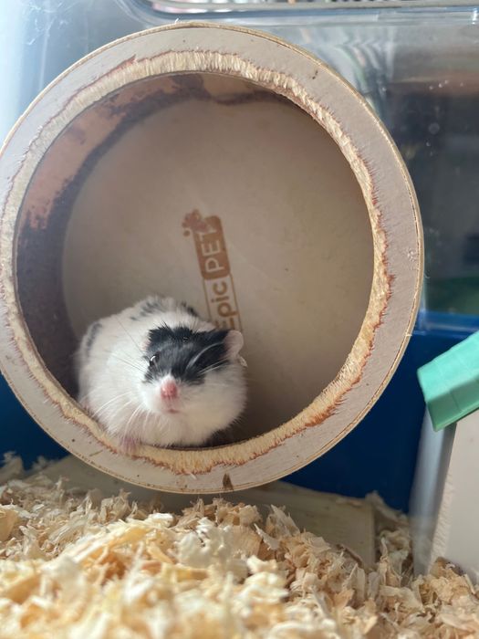 Chomik dżungarski, oddam za darmo - bez klatki