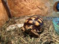 Żółw pustynny (sulcata) z terrarium