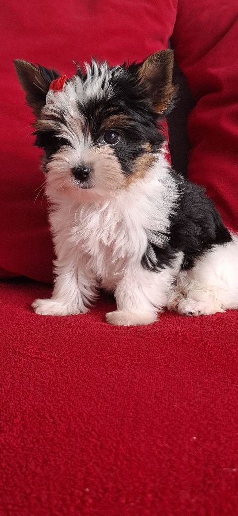 Biewer Yorkshire Terrier suczka rodowod 4 pok. Zhpr Uci