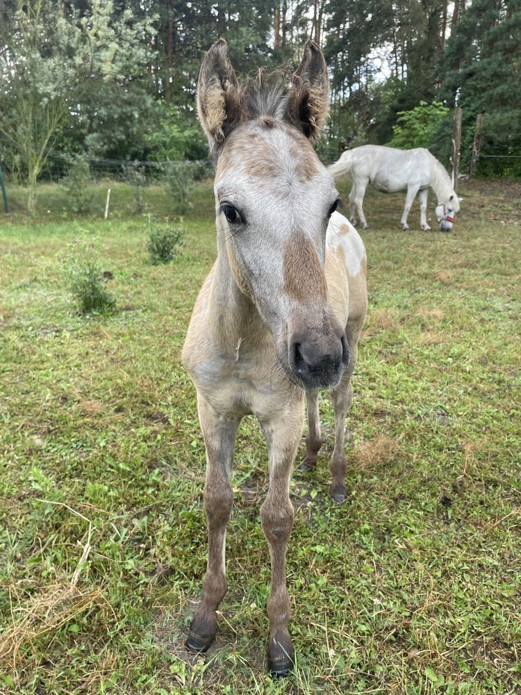 Tegoroczny Ogierek hucuł x appaloosa