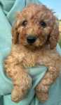 Samiec mini labradoodle f2 apricot