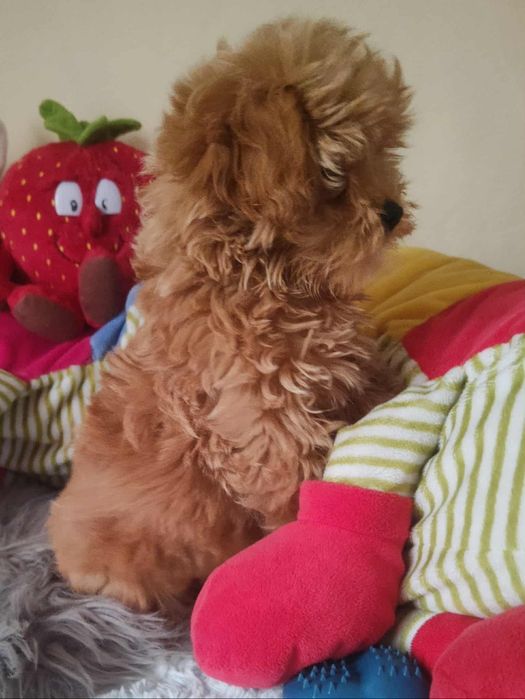 Maltipoo Piękny Czesio