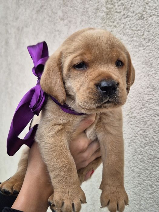 Labrador retriever fox red