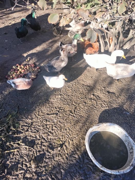 Kaczki kaczory piżmowe francuskie młode