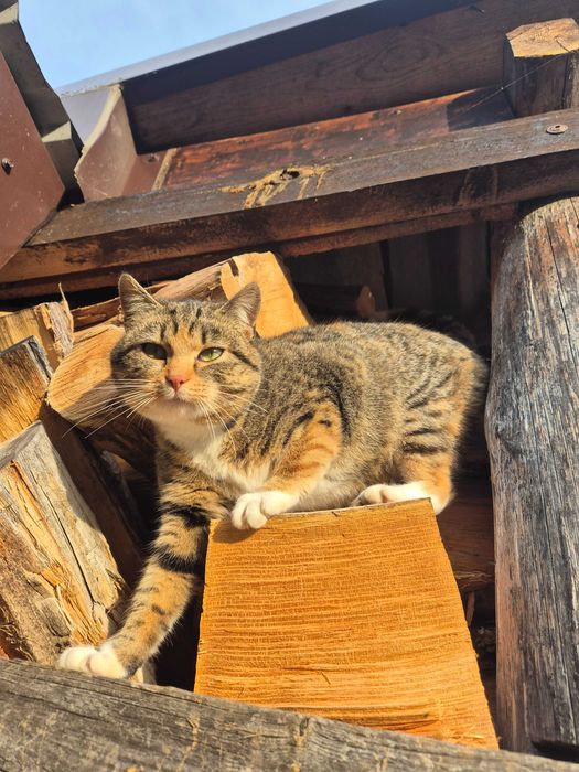 Śliczny zadbany kot szuka domu