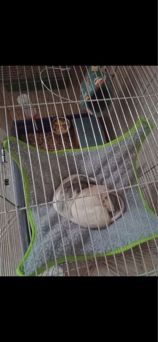 Криса дамбо світла сіамська з кліткою БЕЗКОШТОВНО