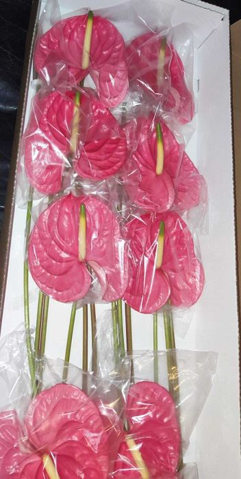 Anturios Flores - Caixa de 12 unidades