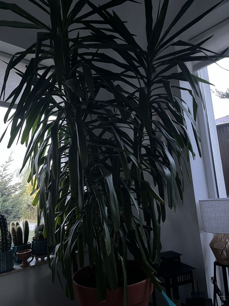 Piękna duża Yucca filamentosa z donicą