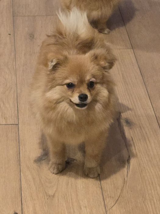 Pomeranian suczka szpic miniaturowy zkwp FCI