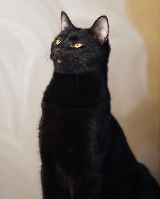 Котик шукає дім і родину