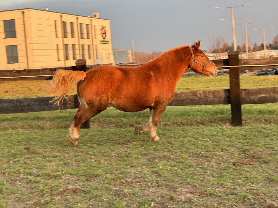 Klacz Zimnokrwista ze Źrebakiem