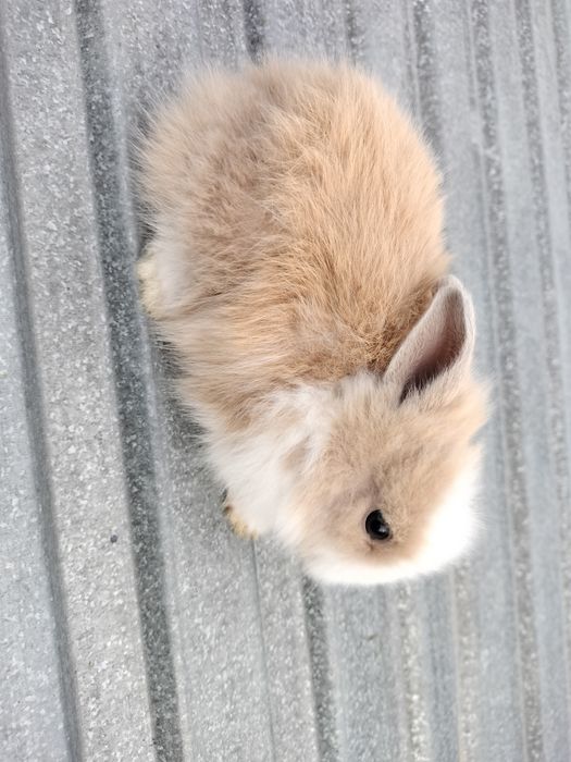 Króliki miniaturki lwie