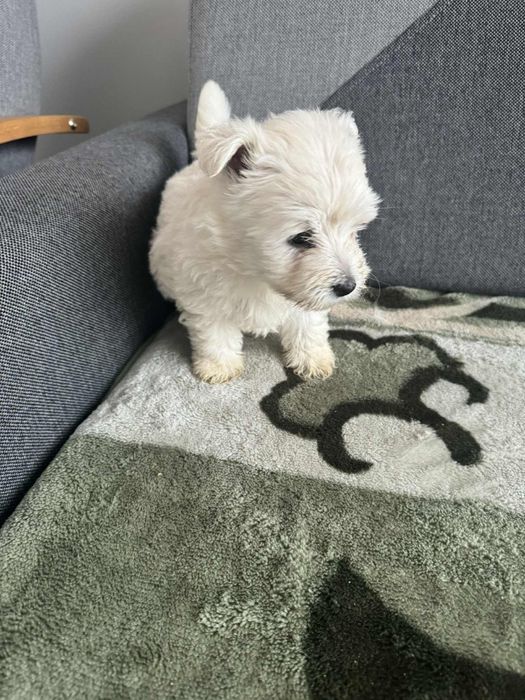Śliczna Sunia West Highland White Terrier Gotowa Do Odbioru