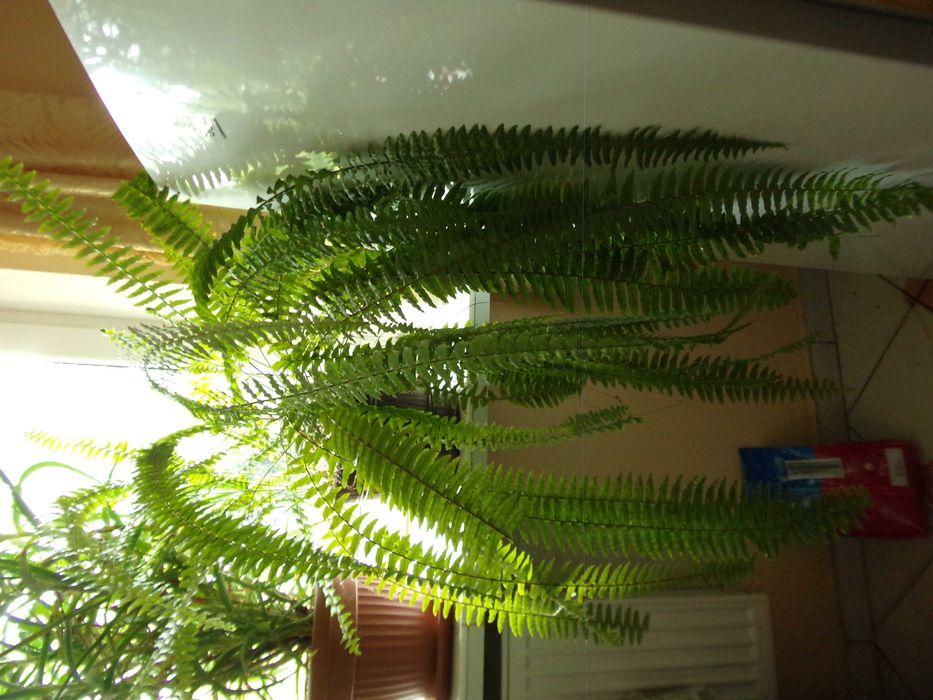 Kwiatki kwiaty doniczkowe domowe Aloe Vera Paprotka aloes