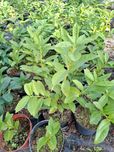 laurowiśnia wschodnia`Etna`,  Prunus laurocerasus `Etna`