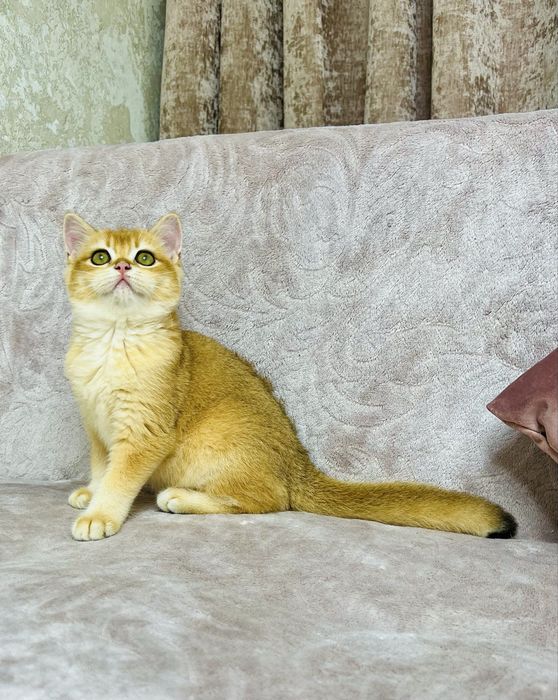 Британська золота шиншилла