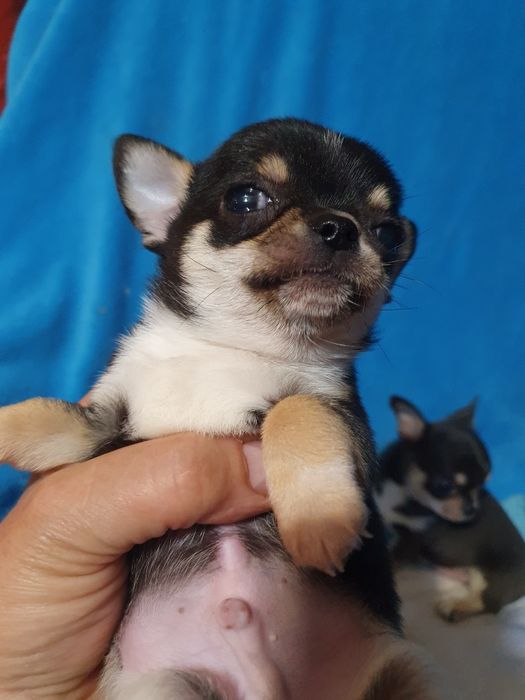 Гладкошерстные братья подпалые