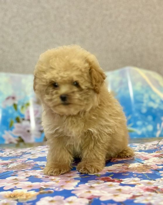 Малыш мальтипу 2,5 месяца.