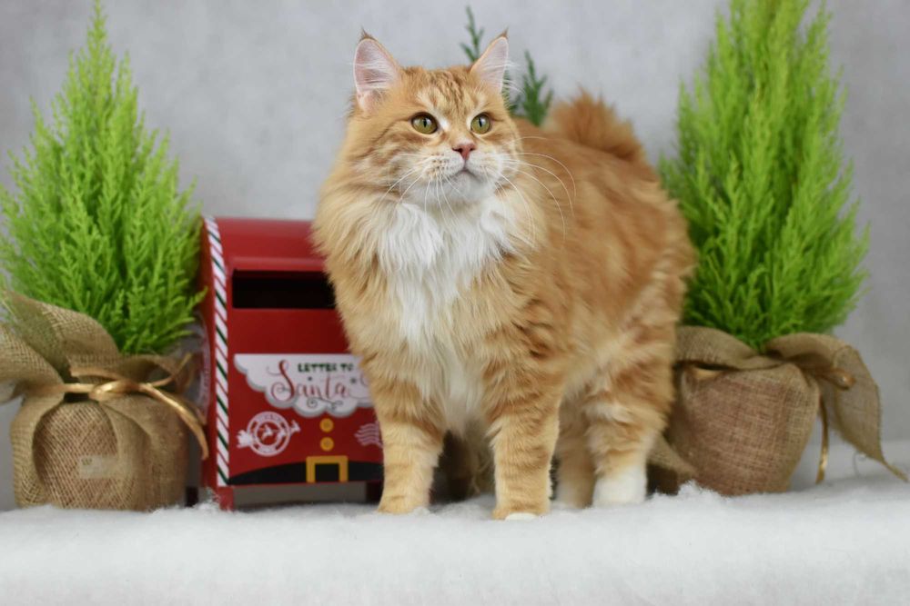 Kurylski Bobtail- Kocięta Rodowód FPL/FIFE- Hodowla Dynastia Kuryla*PL