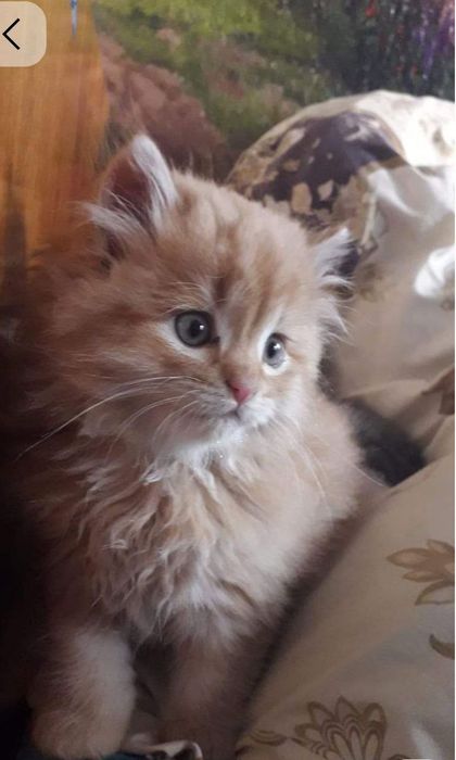 Золота британська принцеса