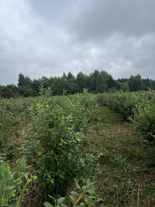 Borówka amerykańska