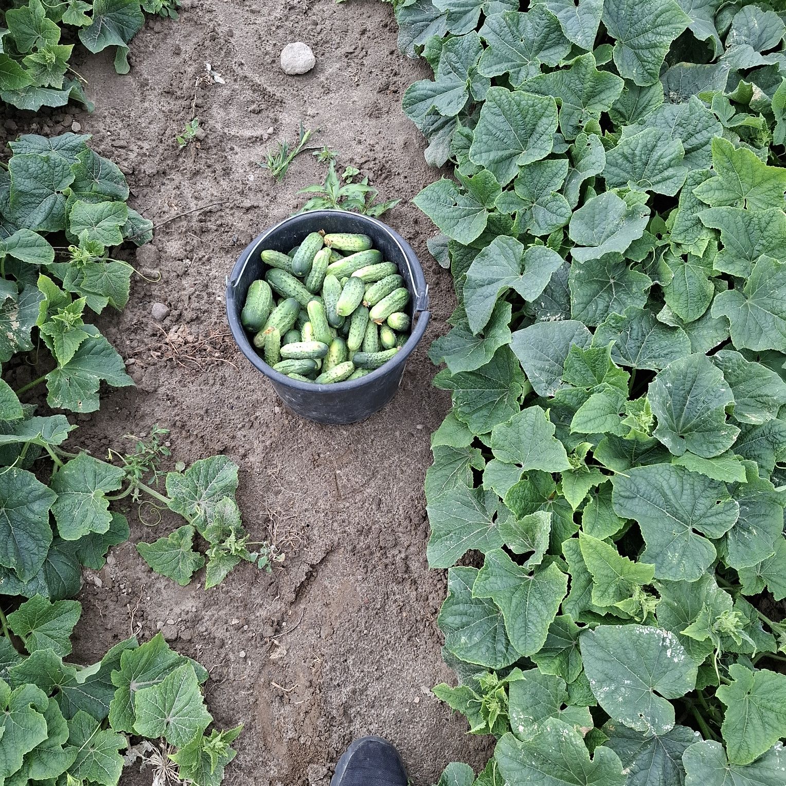Ogórki gruntowe z mojej plantacji