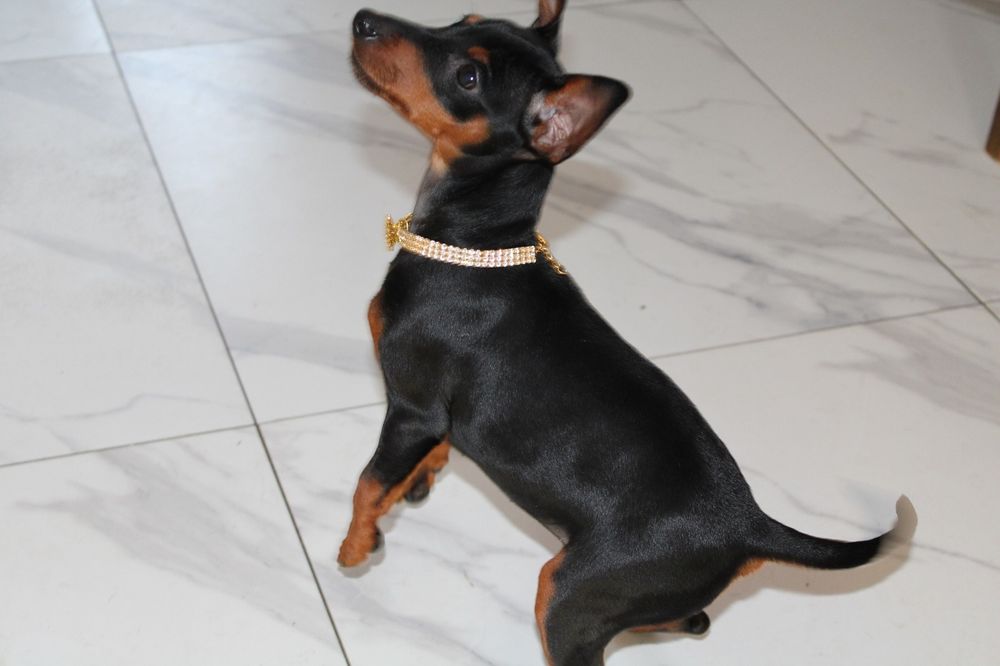 Pinczer miniaturowy FCI