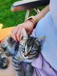 Kotki do adopcji
