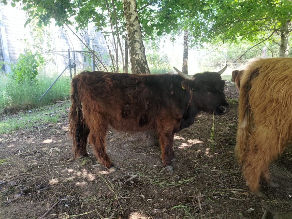highland cattle jałówka