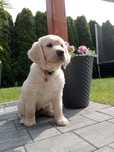 Suka Golden Retriever