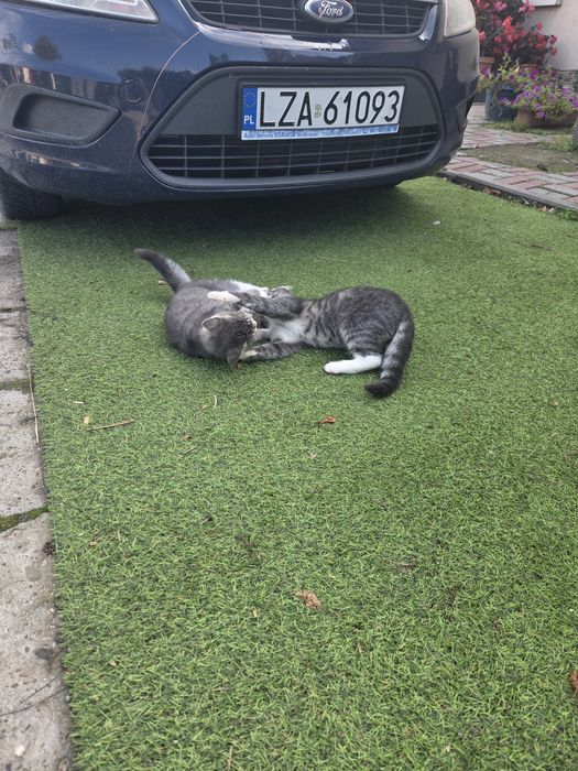 Kotki kot kotek oddam za darmo