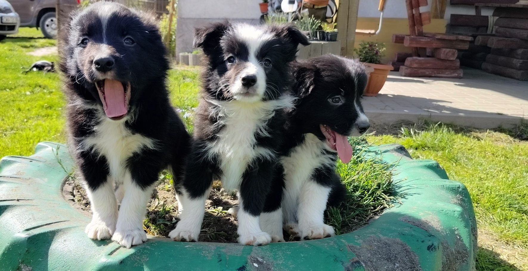 Śliczne szczenię Border Collie.