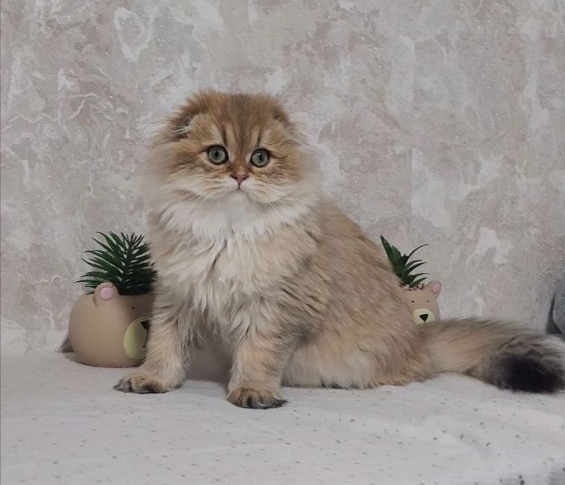 Шотландська красунечка