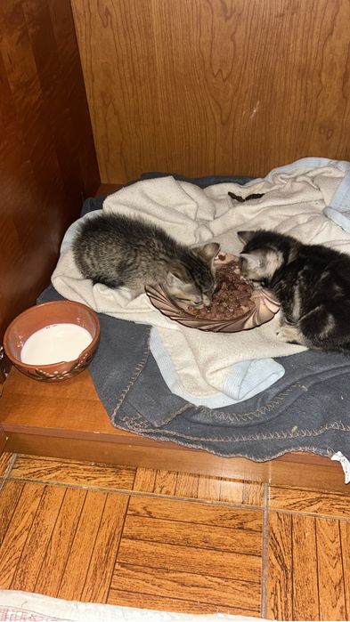 Adotar Gatinhos  bebes com dois meses