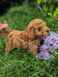 Pudel toy mały piesek pies samiec poodle paszport