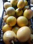 Maracujá gigante  amarelo