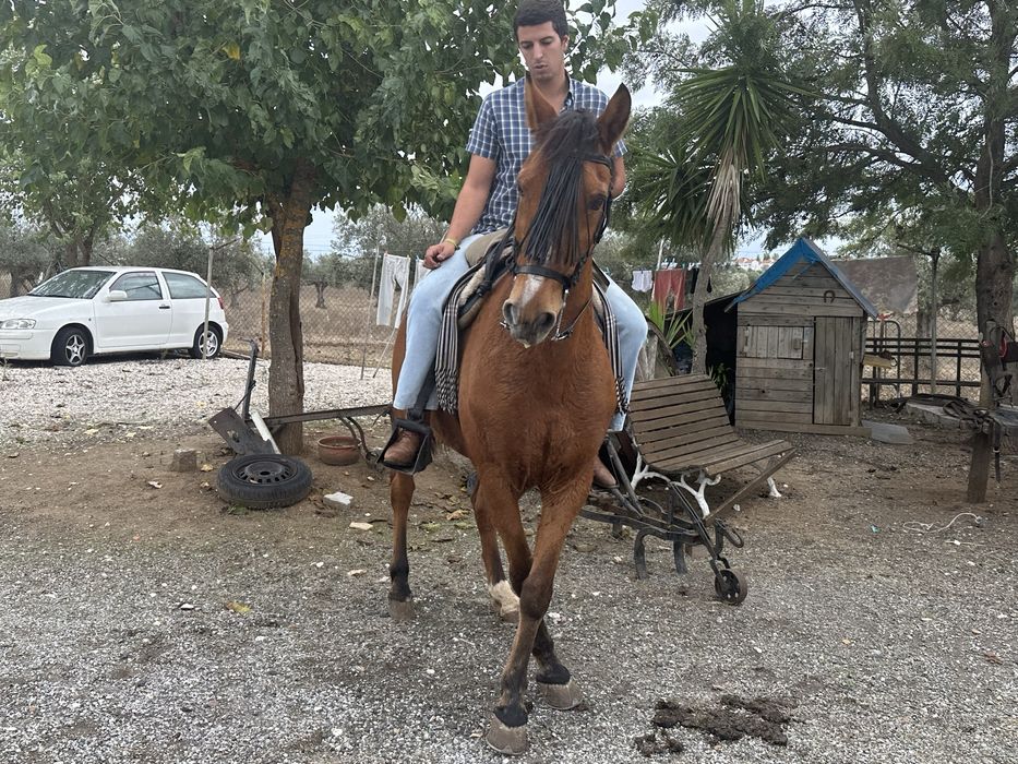 Cavalo com livro verde