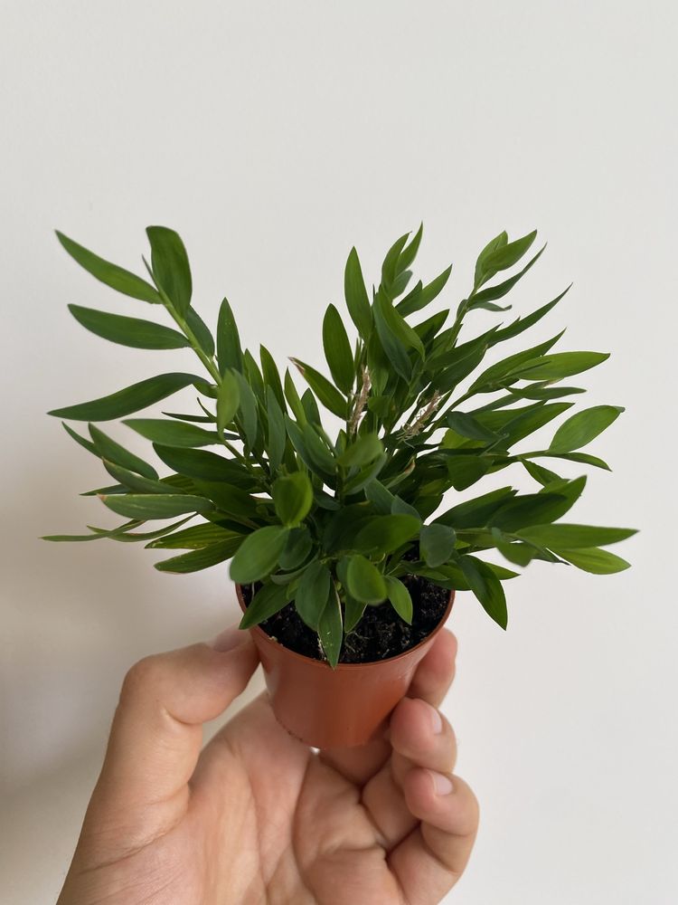 Miniaturowy bambus do terrarium Pogonatherum paniceum