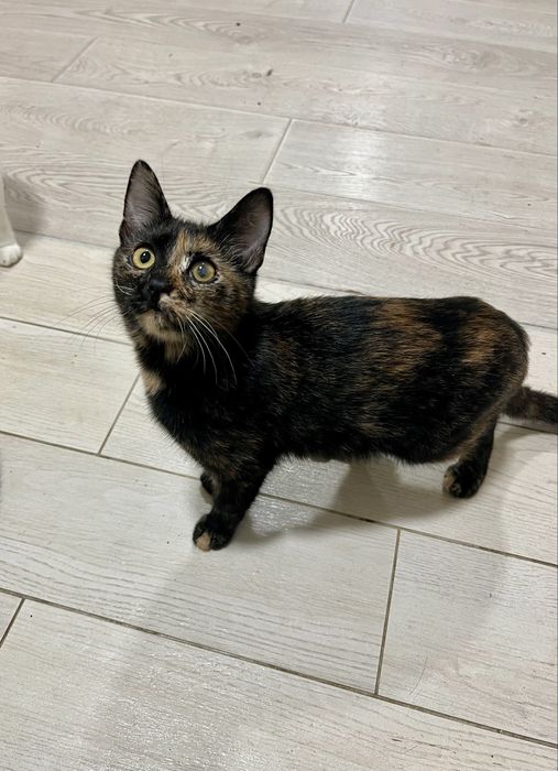 Котенок Эмбер стерилизована 5 мес