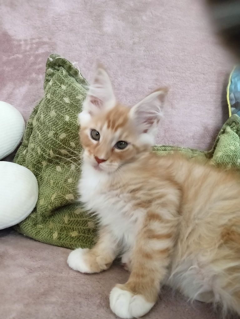 Maine coon rudy srebrzysty kocurek z rodowodem FPL