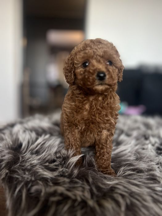 Pudel miniaturowy płowy