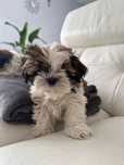 Shih -Tzu szczenięta, rodowód , chip, ksiazeczka zdrowia