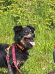 Puchaty piesek w typie border collie szuka domu - czarno beżowy