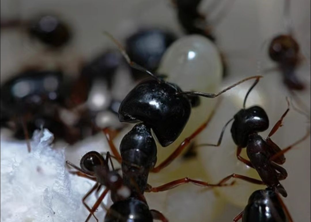 Camponotus largiceps