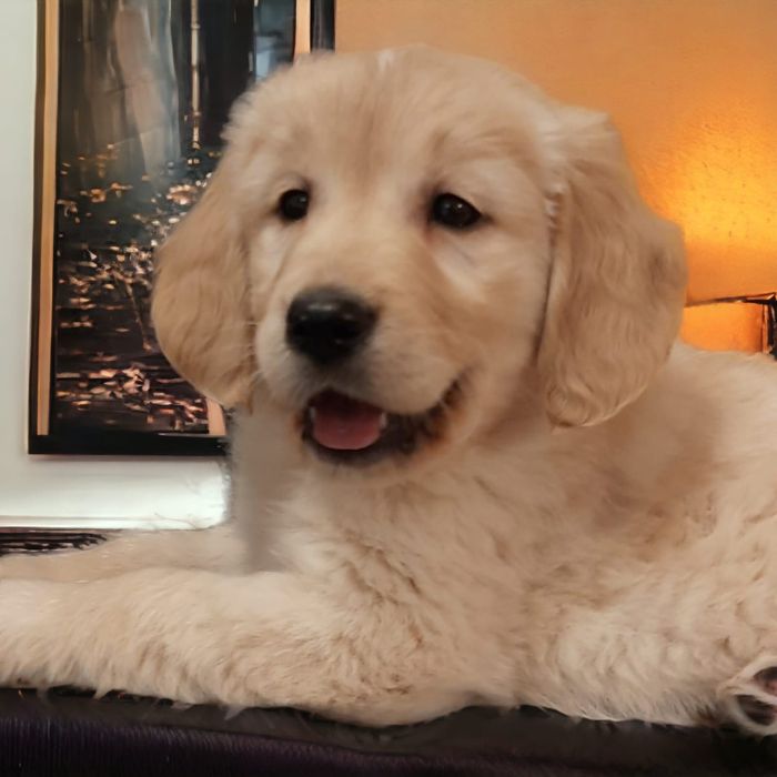 Szczeniak Golden Retriever i biszkoptowy