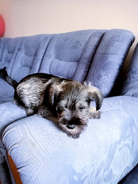 Sznaucer miniaturowy sól -pieprz z rodowodem piesek