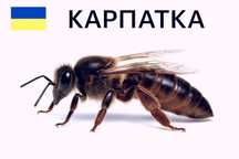 Продаж бджолиних маток — Карпатка