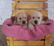 GOLDEN retriever z rodowodem